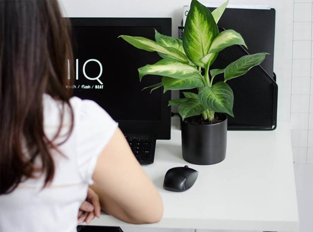 Cham-soc-cay-van-phong