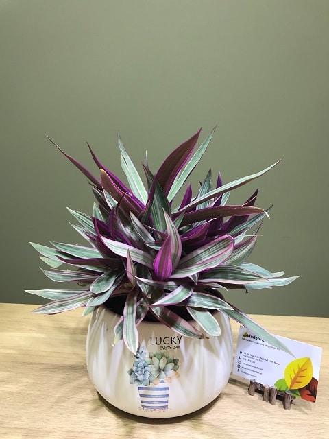 Cây bảy sắc cầu vồng Indoor Garden
