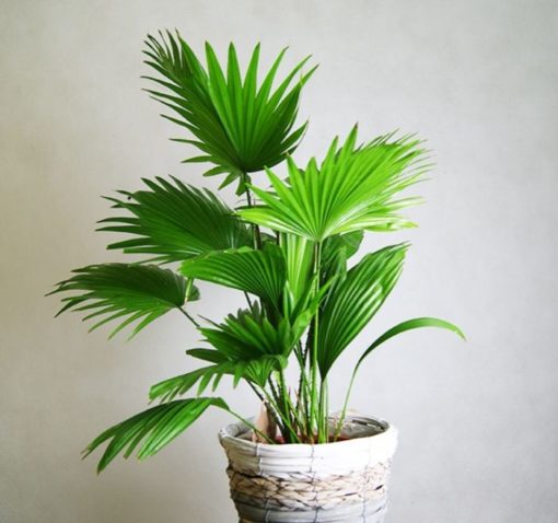 Cây cọ cảnh để bàn Indoor Garden