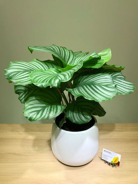 Cây Đuôi Công Xanh Indoor Garden