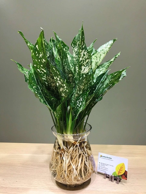 Cây ngọc ngân thủy sinh Indoor Garden vườn cây cảnh đẹp giá rẻ nhất tại