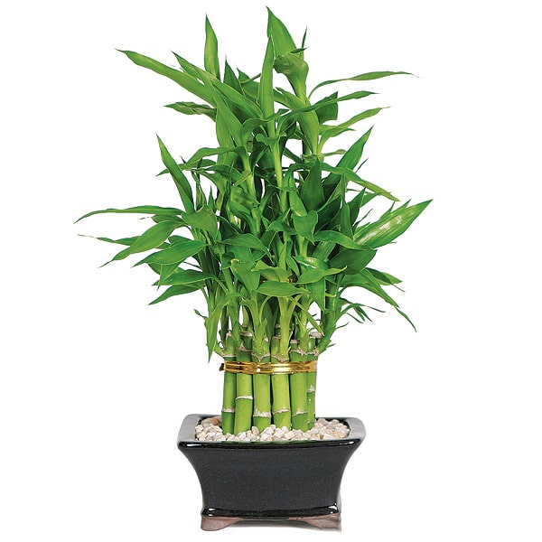 Cây trúc phát tài để bàn Indoor Garden vườn cây cảnh đẹp giá rẻ nhất