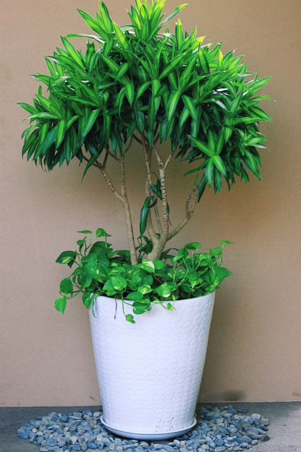 Cây trúc bách hợp Indoor Garden vườn cây cảnh đẹp giá rẻ nhất tại Hà Nội