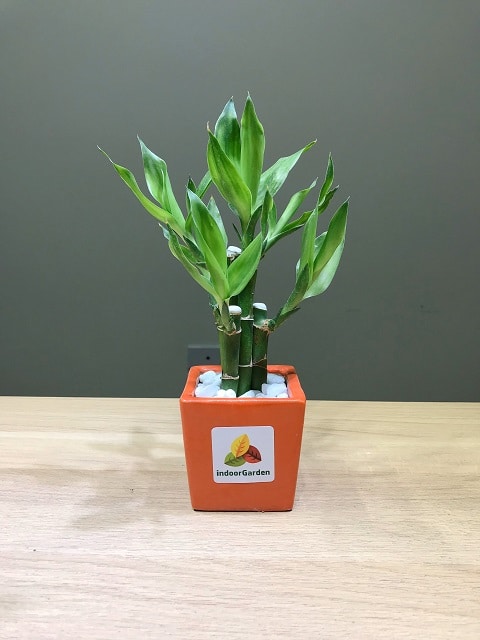 Cây trúc phát tài để bàn Indoor Garden vườn cây cảnh đẹp giá rẻ nhất