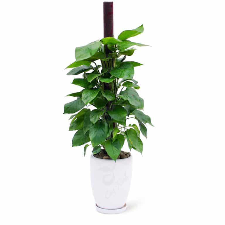 Cây vạn niên thanh leo cột Indoor Garden