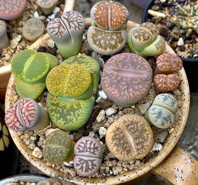 Sen mông lithop cách trồng và nhân giống cây sen đá mông năm 2021