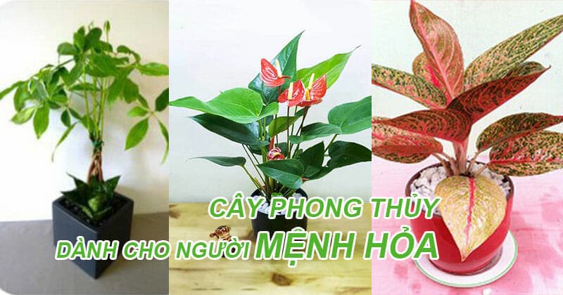trong-cay-phong-thuy-cho-tuoi-menh-hoa