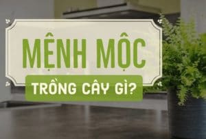 Chon cay hop menh moc de ban