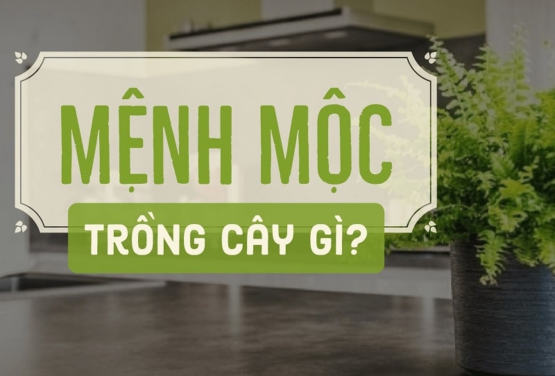 Chon cay hop menh moc de ban