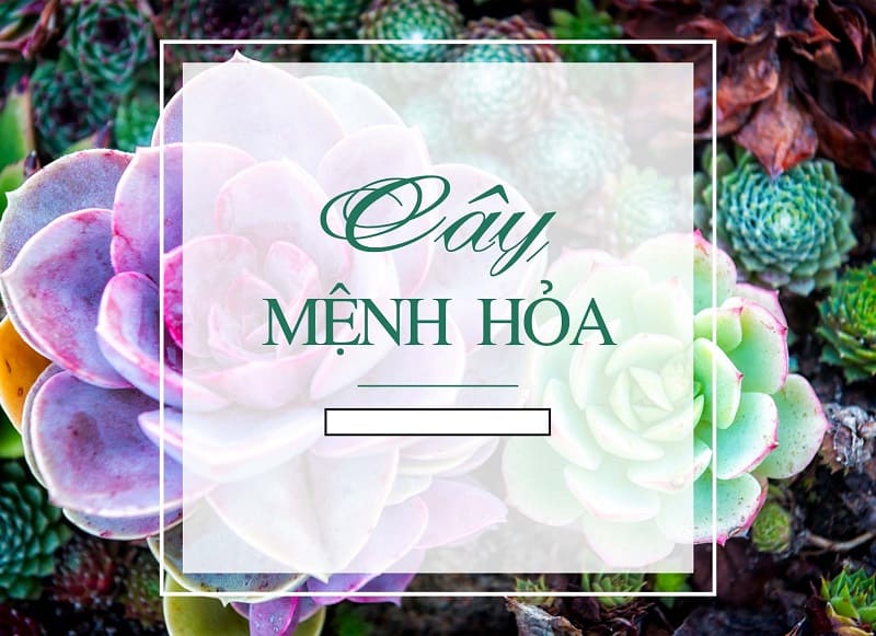 menh hoa nen chon cay gi