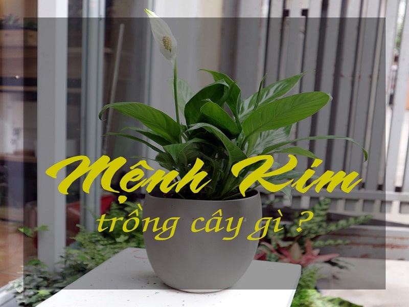 menh-kim-hop-voi-cay-phong-thuy-nao