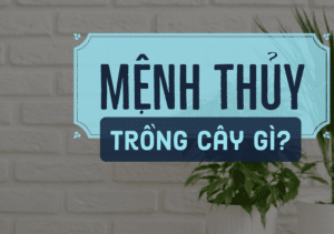 Chọn cây cảnh hợp với người mệnh thủy