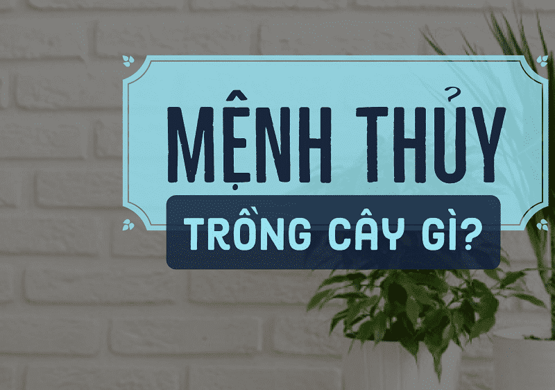 Chọn cây cảnh hợp với người mệnh thủy