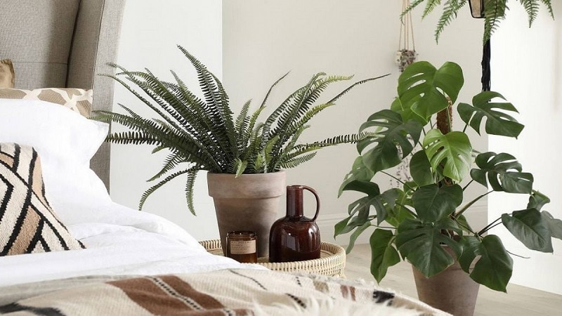 Top 10 loại cây để trong phòng ngủ tốt cho sức khỏe