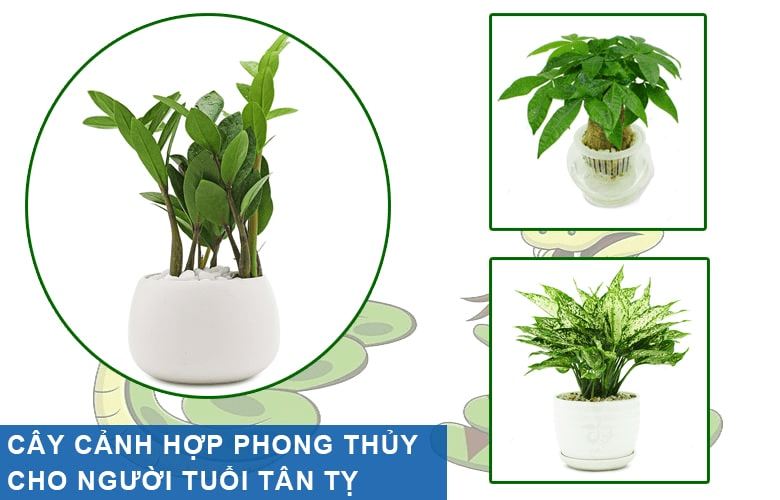 Linh vật phong thủy tuổi kỷ tỵ 1989