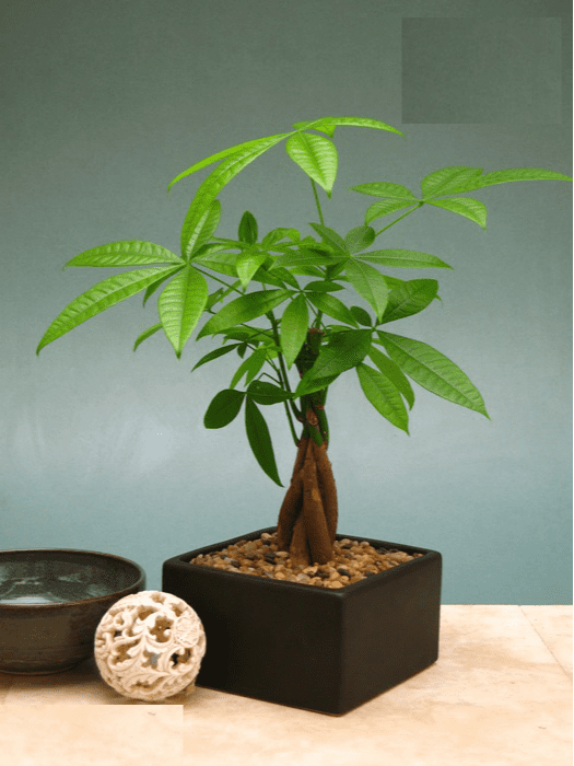 cây cảnh phong thủy để bàn làm việc