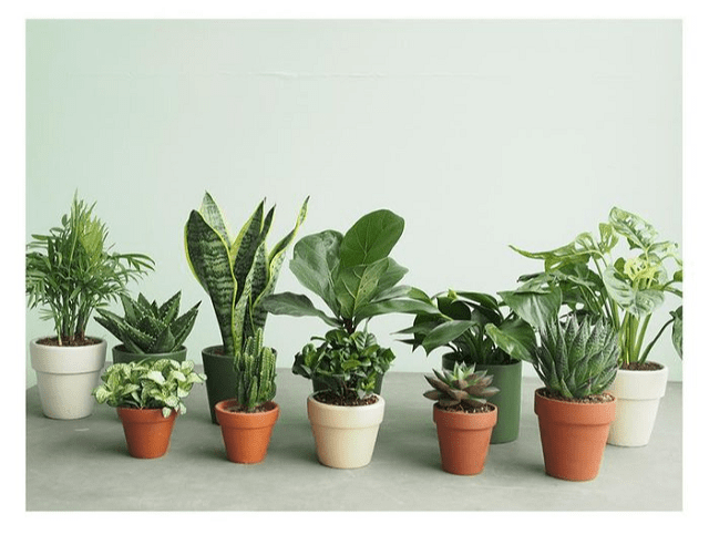 vật phẩm phong thủy trong nhà giúp rước tài lộc, may mắn