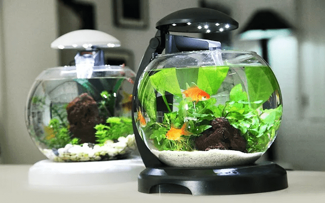 vật phong thủy trong nhà giúp rước tài lộc, may mắn