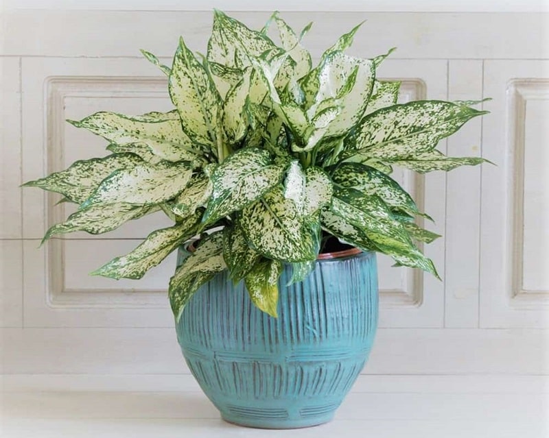 Tuổi Bính Tý để cây gì trên bàn làm việc