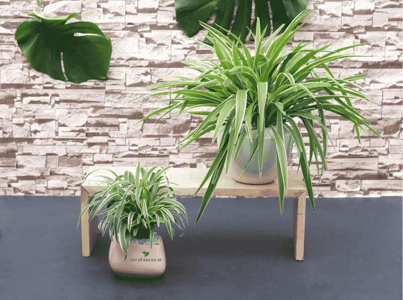 cây phong thủy để bàn làm việc tuổi Đinh Sửu gặp nhiều may mắn