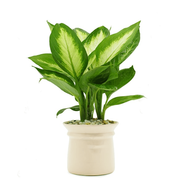 cây cảnh để bàn làm việc hợp với tuổi giáp tý 2021