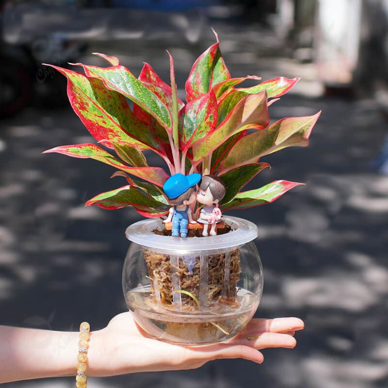 Cây cảnh phong thủy hợp với tuổi kỷ dậu sinh năm 1969