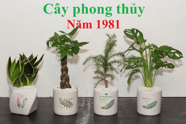 Gợi ý lựa chọn vật phong thủy để bàn làm việc tuổi Tân Dậu