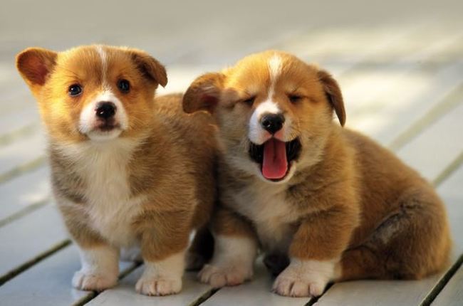 Người sinh năm 2006 là mệnh gì