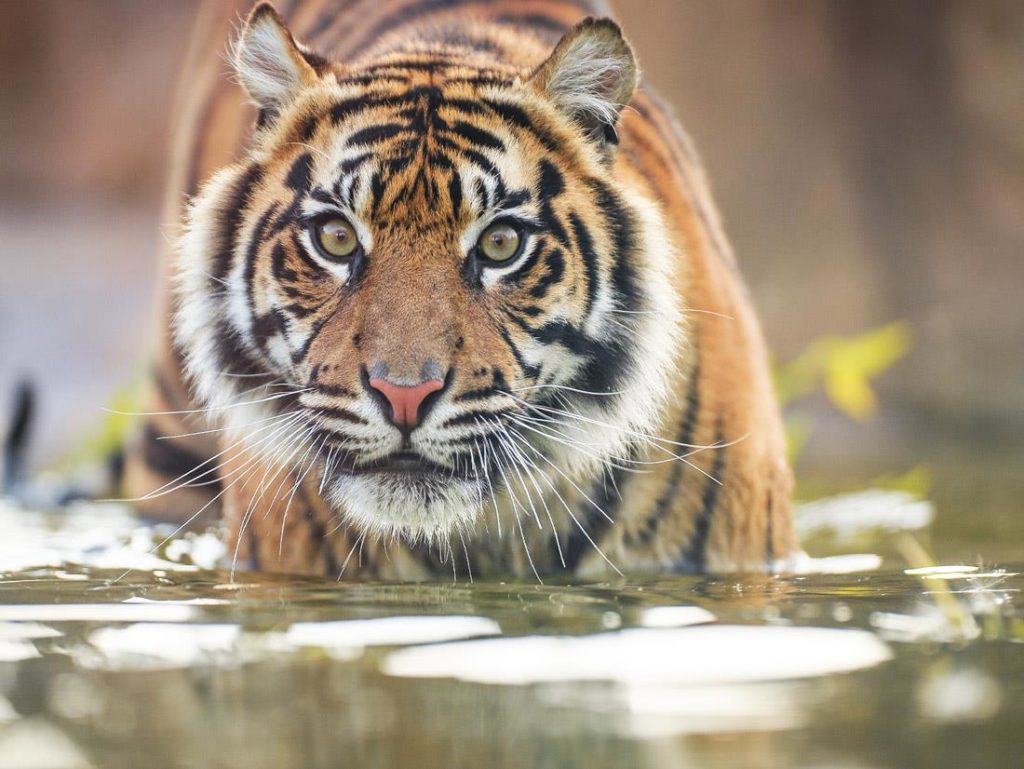 sinh nam 1998 menh gi hop tuoi nao