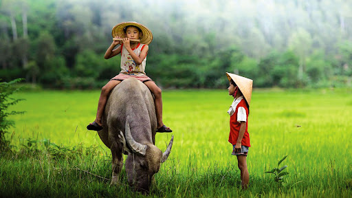 sinh nam 2009 hop mau gi