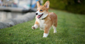 tu vi van menh cua tuoi tuat sinh nam 1994