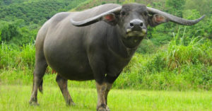 tu vi tuoi dinh suu trong nam 2022