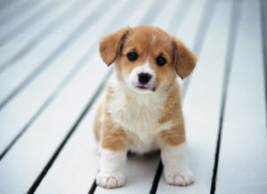 tu vi tuoi tuat nam 2022