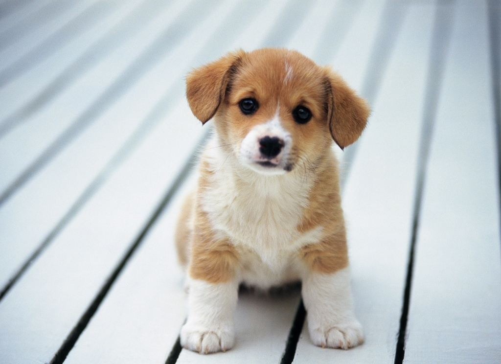 tu vi tuoi tuat nam 2022