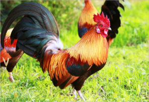 tuoi quy dau trong nam 2022