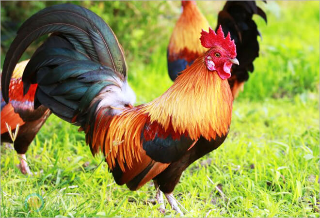 tuoi quy dau trong nam 2022