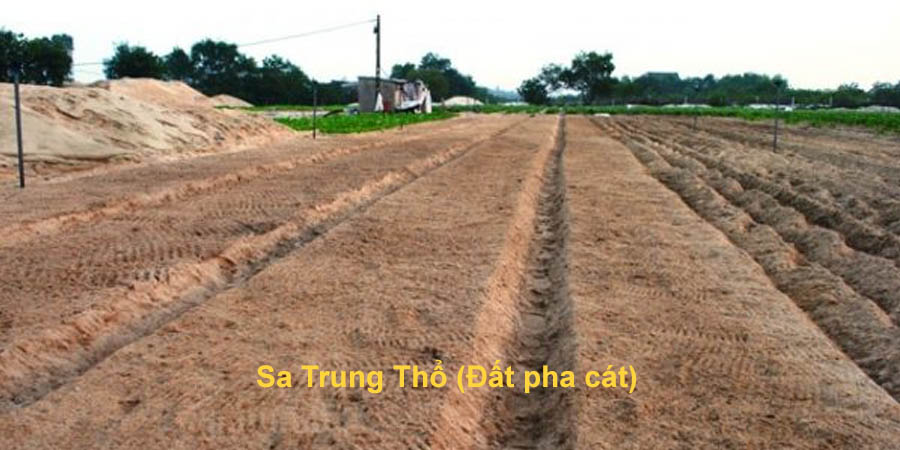 Sa Trung Thổ là gì Tìm hiểu tính cách và vận mệnh của người mệnh Thổ