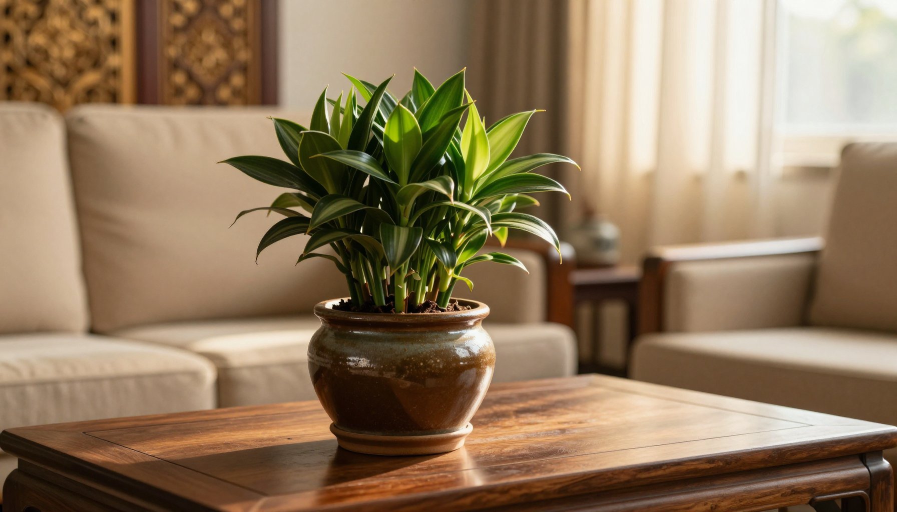 Cây phát tài búp sen để bàn văn phòng phong thủy