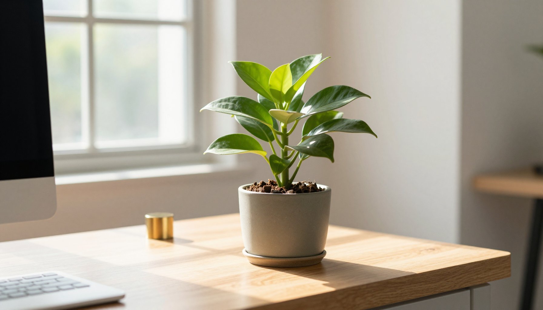Cây cảnh cho người mệnh mộc và decor phù hợp dương liễu mộc